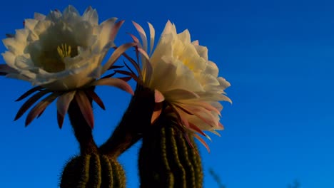 Timelapse-flower