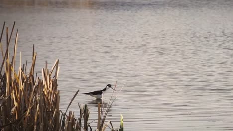 Black-necked-Stilt