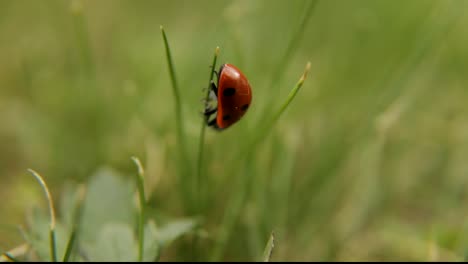 ladybug-ladybird