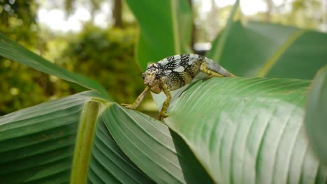 Two-Horned-Chameleon