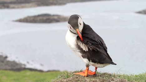 Puffins-Lunga-Treshnish-Isles