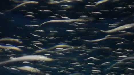 monterey-bay-aquarium