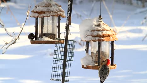 birds-on-feeders