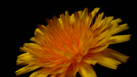 Dandelion-Timelapse