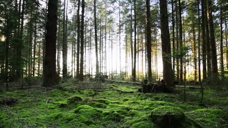 Forest-Floor-Tilt-Up