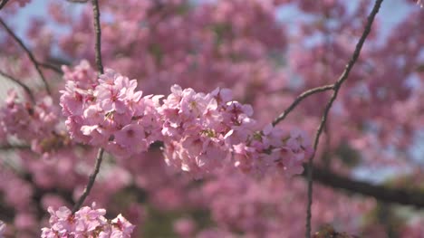 Pink-Sakura-Flowers