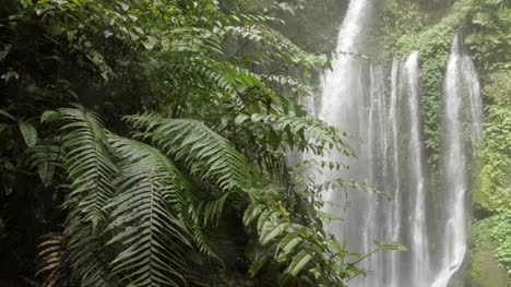 Panning-Shot-of-Ferns-and-a-Waterfall