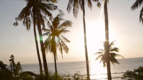 Tracking-Past-Palm-Trees-at-Sunset