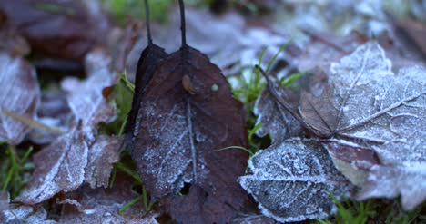 4K-Frozen-Leaves-Tracking-Shot