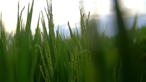 Moving-Through-Dewy-Rice-Crops