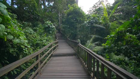 Moving-Along-a-Wooden-Jungle-Walkway