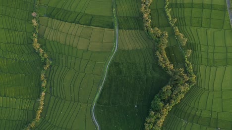 Aerial-View-of-Indonesian-Rice-Fields