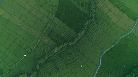 Rotating-Aerial-Shot-of-Indonesian-Fields