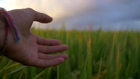 Trailing-Hand-Through-Grass-at-Dusk