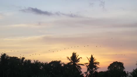 Birds-Flying-Over-Trees-at-Sunset