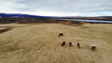 Flying-Over-Wild-Horses