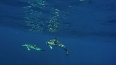 Dolphins-Swimming-in-Open-Ocean