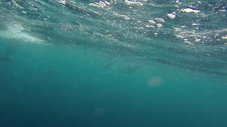 Underwater-Shot-of-Dolphins-Alongside-Boat