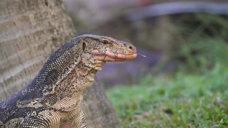 Komodo-Dragon-Sticking-Tongue-Out