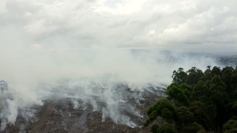 Controlled-Fire-At-A-Forest