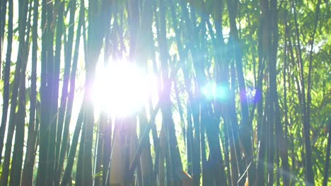 Tracking-Through-Bamboo-Plants