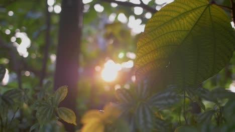 Tropical-Leaf-in-Sunlight