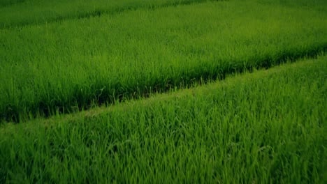 Flying-Over-Rice-Paddies-01