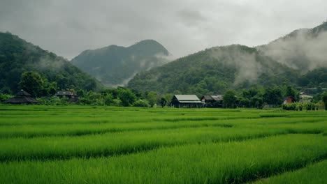 Rice-Paddies-in-Thailand-01