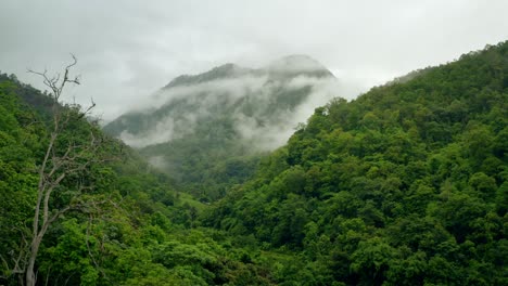 Rain-Forest-Canopy