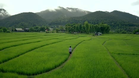 Man-Walks-Through-Rice-Fields