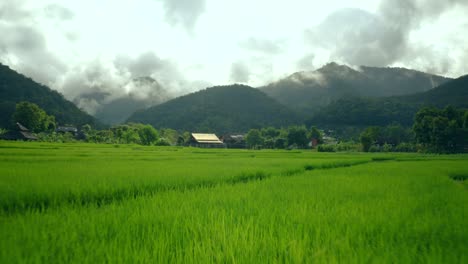 Flying-Over-Rice-Paddies-02