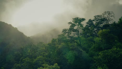 Misty-Jungle-Canopy